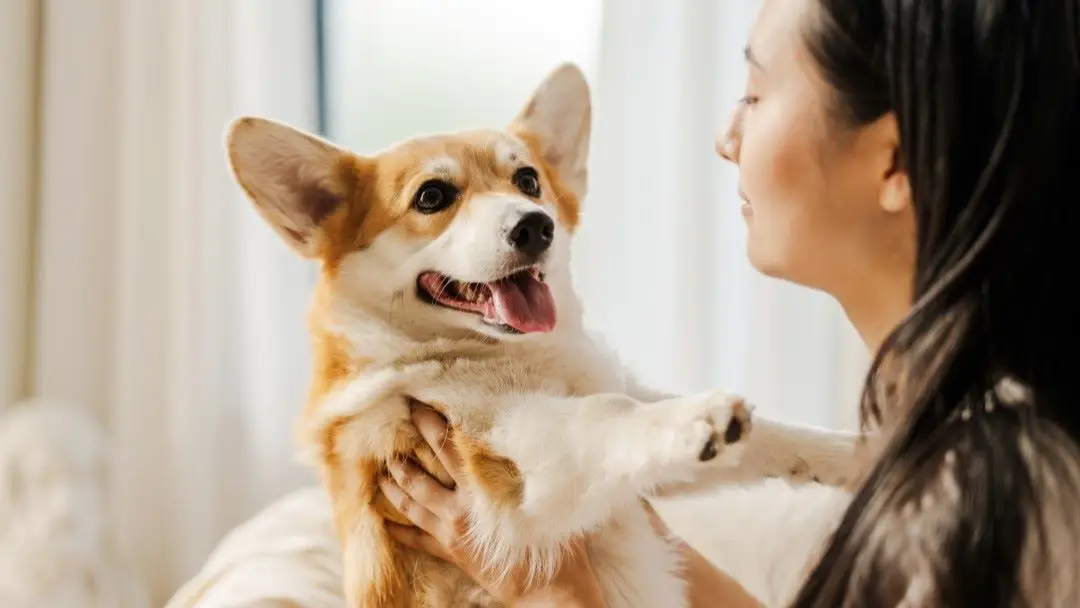 Protect My Pets Protect My Pets